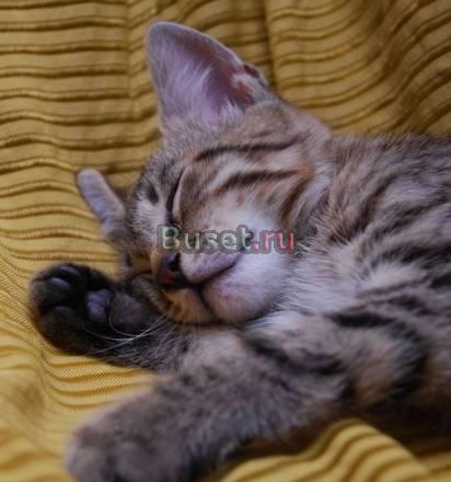Котенка выкинули на улицу-теперь ищет дом Санкт-Петербург