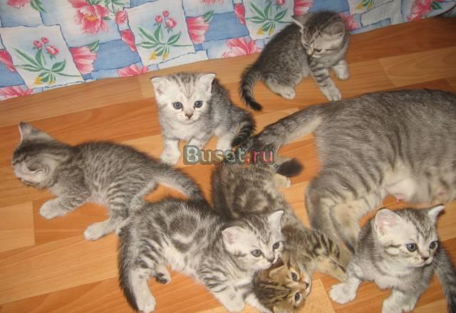Британские  мраморные и полосатые котята Москва