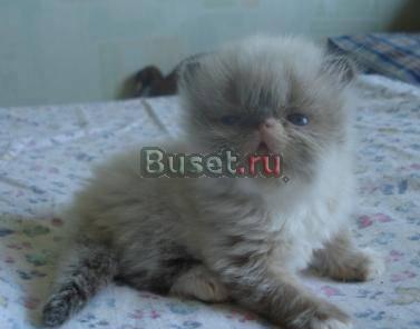Персидские и экзотические котята Москва