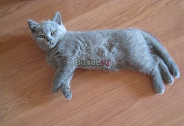 Шотландские  голубые котята Москва