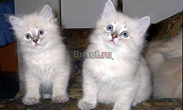 Котята из питомника Москва