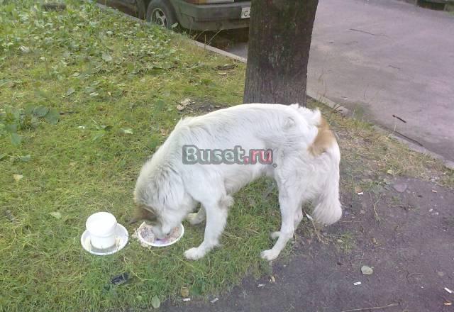 Помогите пожалуйста песику найти дом Санкт-Петербург