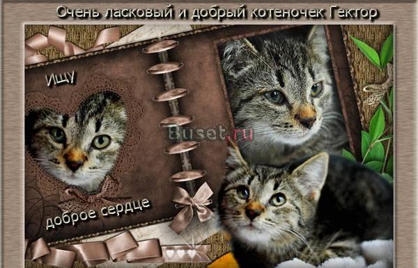 Котенок Гектор с тяжелой судьбой ищет дом Санкт-Петербург