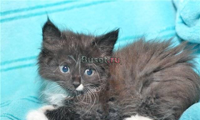 Котенок в дар.Шармель ищет теплый дом Москва