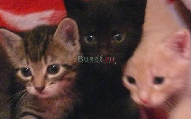 Отдам котят в хорошие руки Москва