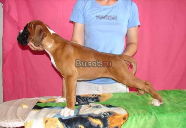 Продается щенок немецкого боксера  рыжая девочка Тюмень