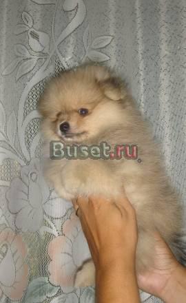 Шпицы померанские щенки супер дети Москва