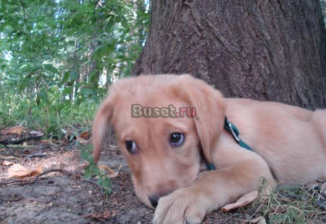 Щенок лабрадора Тула