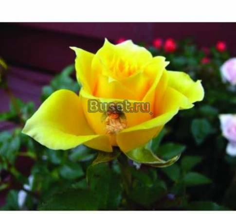 Поздравительные надписи на живых цветах Екатеринбург