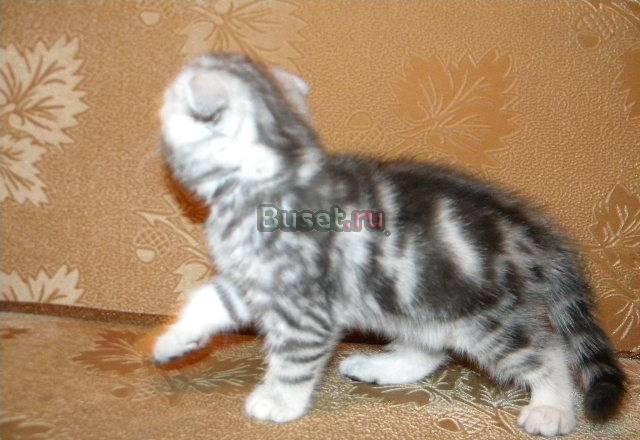 Шотландские котята ( от 6 тыс.) Москва