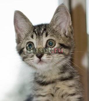 Маленький глазастенький котенок ищет уютный дом Москва