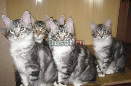 Клубные котята Мейн Кун Казань
