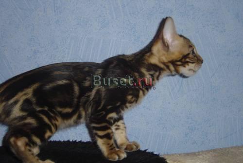 Bengal Москва