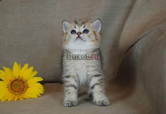 Зеленоглазые британские котята Москва