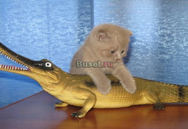 Шотландские котята Москва