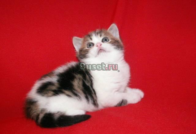 Котенок  шотландской кошки Москва