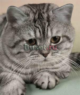 Кошка шотландская скоттиш- страйт короткошерстная Кемерово