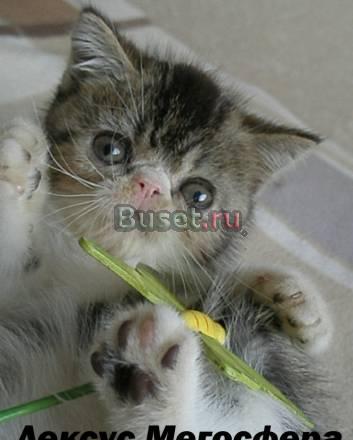 Би-колорный экзотический котик Москва