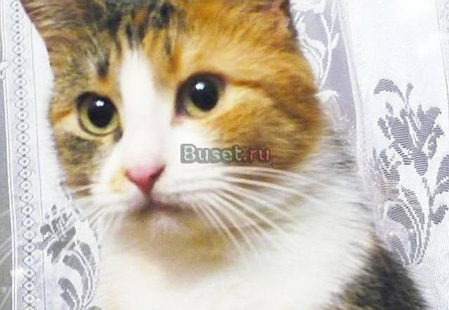 Очаровательная трёхцветочка Алиса очень ласковая Санкт-Петербург