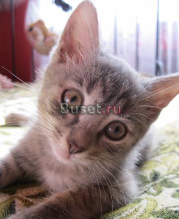 Милая кошечка в хорошие руки Тосно
