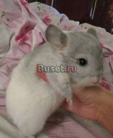 Продаётся шиншилла Санкт-Петербург