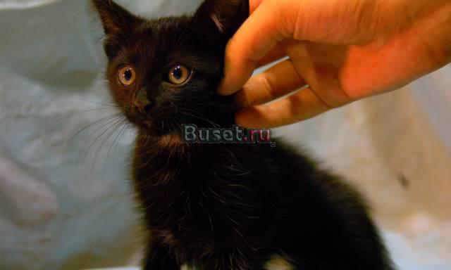 Черный котенок с белым хвостиком на конце Москва