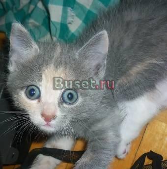 Британские котята Санкт-Петербург