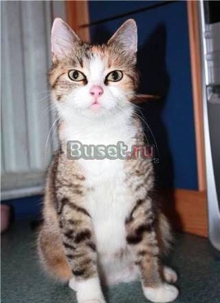 Трехцветная очень ласковая кошечка, которая принес Санкт-Петербург