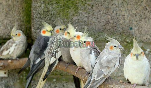 Приму в дар кореллу самца Санкт-Петербург