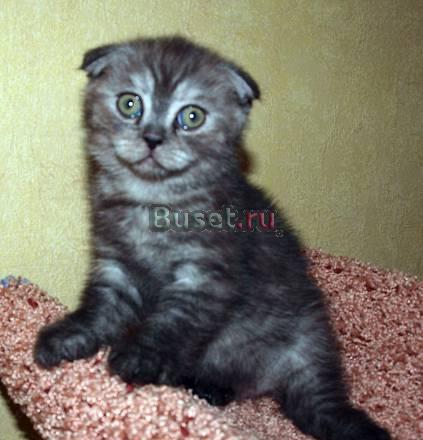 Шотландские котята Москва