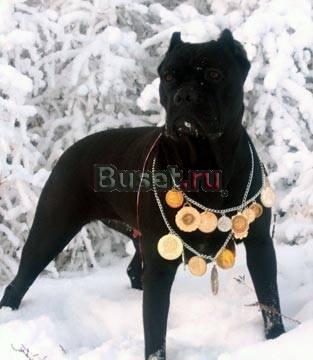Щенки Кане Корсо Саратов