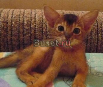 Абиссинские солнечные котята Москва