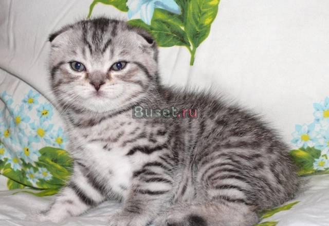 Пятнистый шотландский котик Москва