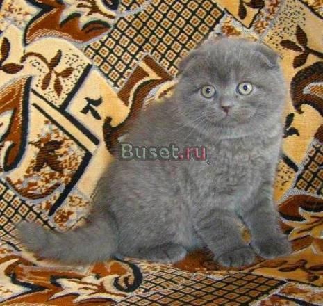 Голубой вислоухий мальчик Москва