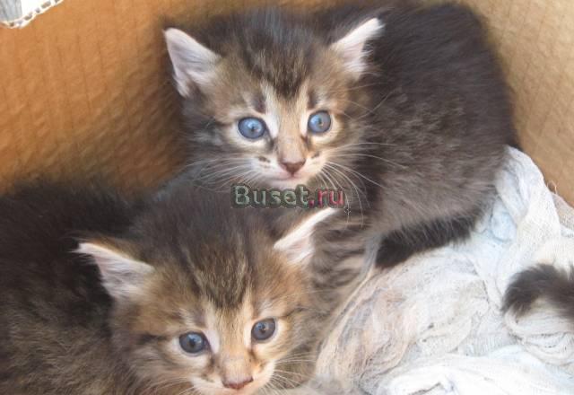 Маленькие котята в добрые руки Москва