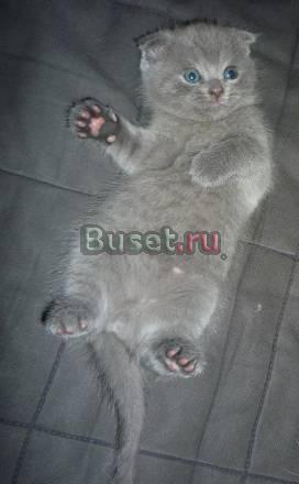 Шотландские вислоухие котята Екатеринбург