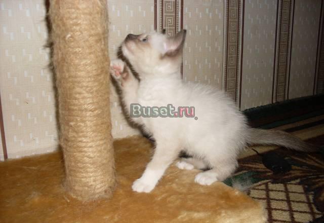 Тайский котенок   дешево Санкт-Петербург