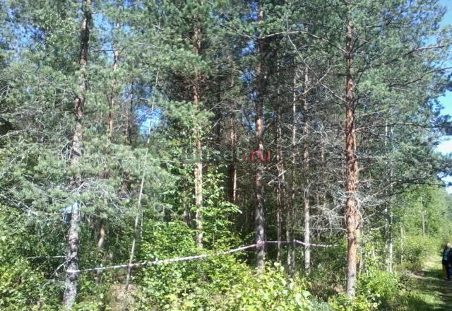 Волховский р-н. Пупышево. Участок 24 сотки Санкт-Петербург