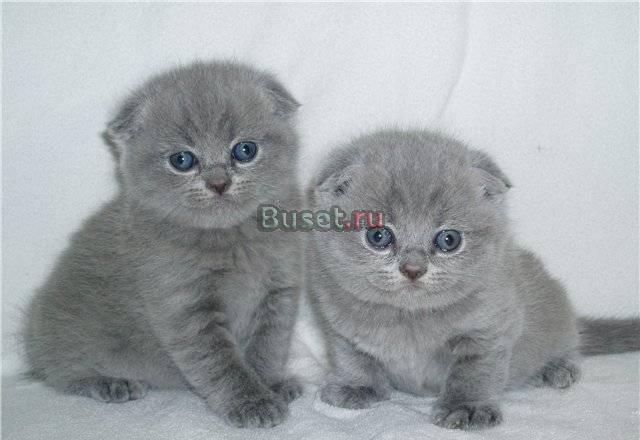 Шотландские котята Москва