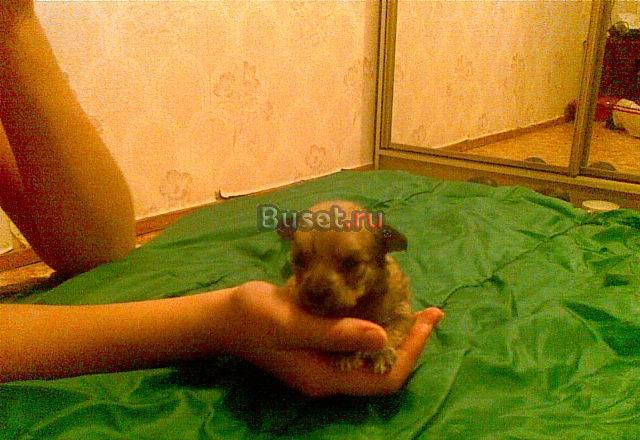Мы ищем хозяев Ярославль