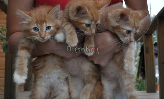 Отдам котят в хорошие руки Москва