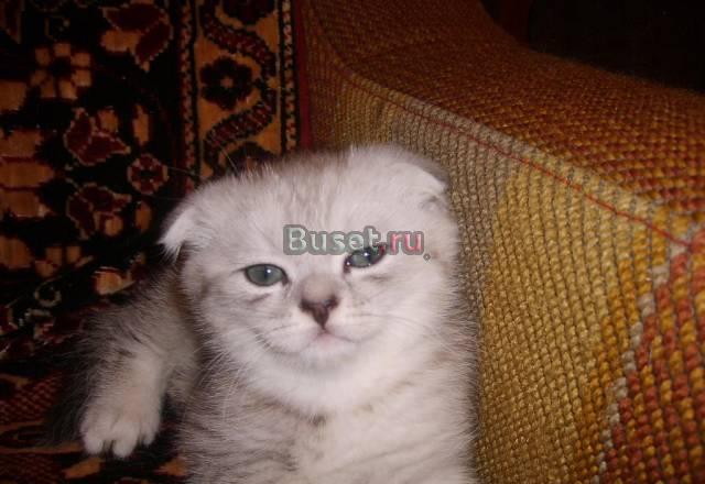 Шотландский вислоухий котик Москва