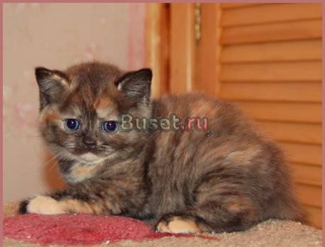 Шоколадно-красная шотландская кошечка Санкт-Петербург