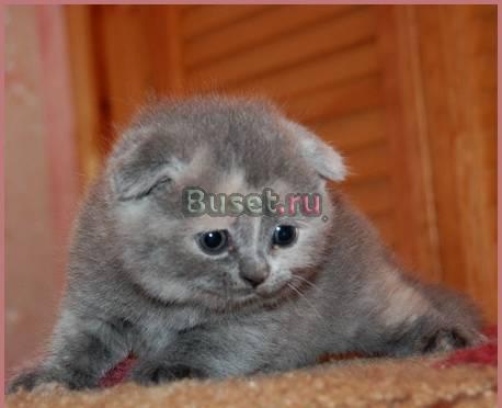 Шотландская вислоухая кошечка Санкт-Петербург