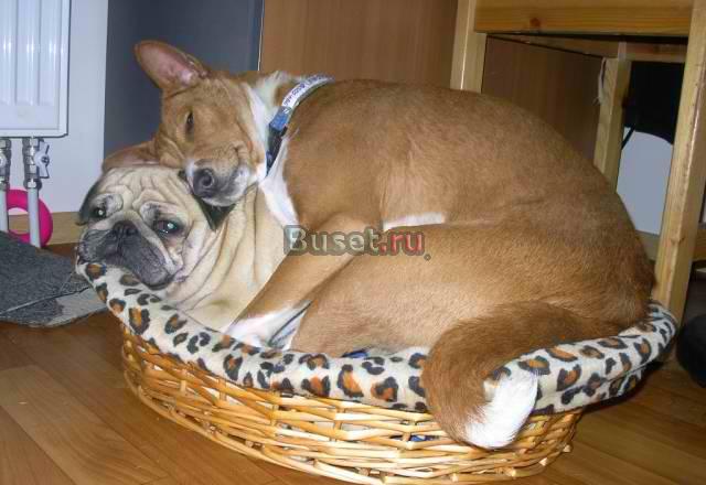 Зоогостиница Санкт-Петербург