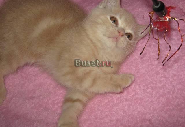 Замечательный котик ждет вас Москва