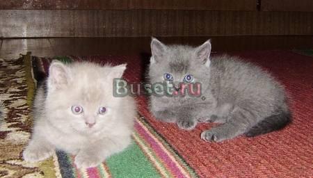 Шотландские котята Москва