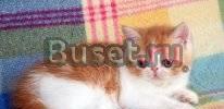 Очаровательные экзотические котята Москва