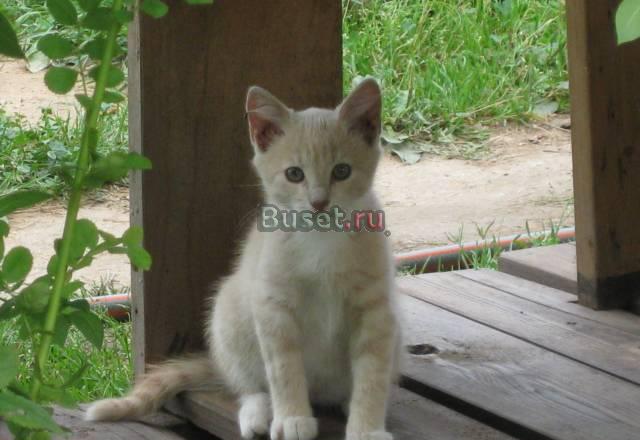 Котёнок ищет дом Санкт-Петербург