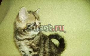 Мраморные котята - британочки Москва